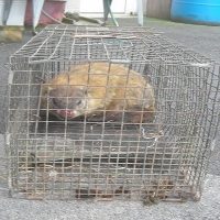 Humanely Trapped Groundhog