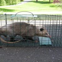 Possum Removal in the Hagerstown area