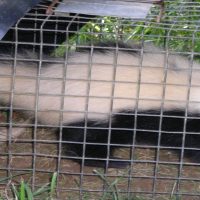 Skunk Removal in the Hagerstown area