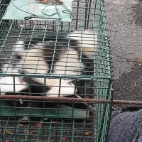 Humanely Trapped Skunks