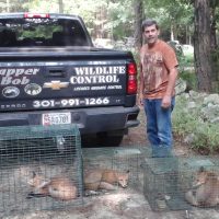 Bob Trapping Foxes