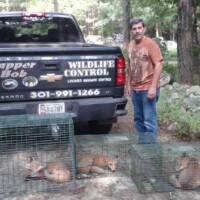 Bob Trapping Foxes